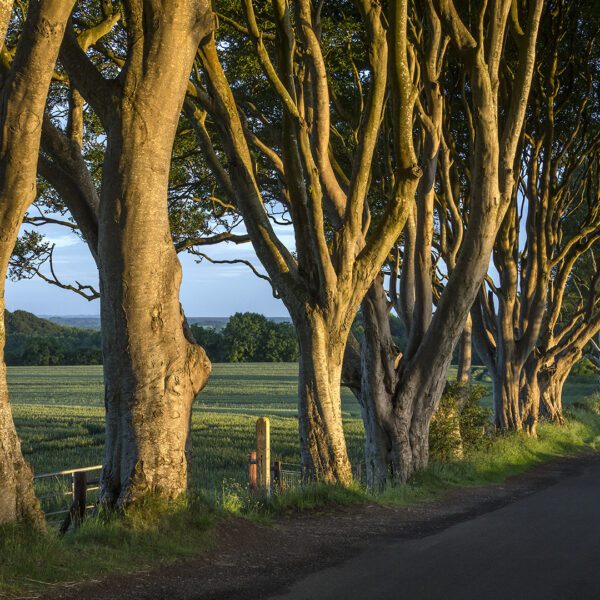 the dark hedges in county antrim